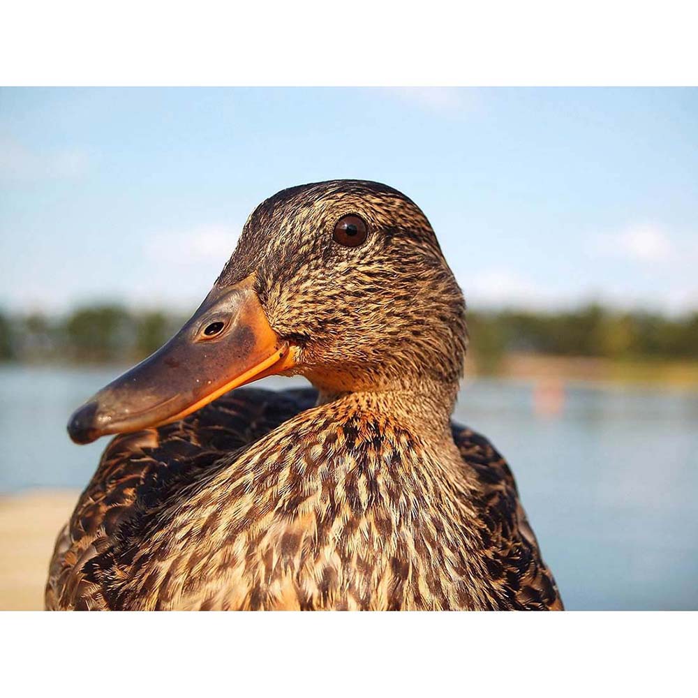 Close Up Of Duck Mallard 12X16 Inch Framed Art Print