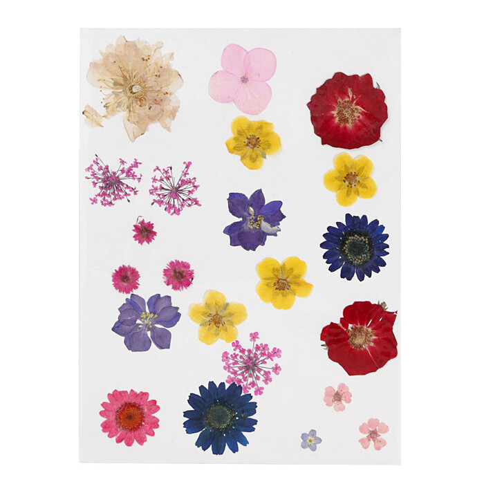 Gepresste Blumen bunt