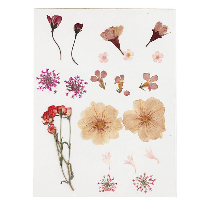 Gepresste Blumen hellrosa