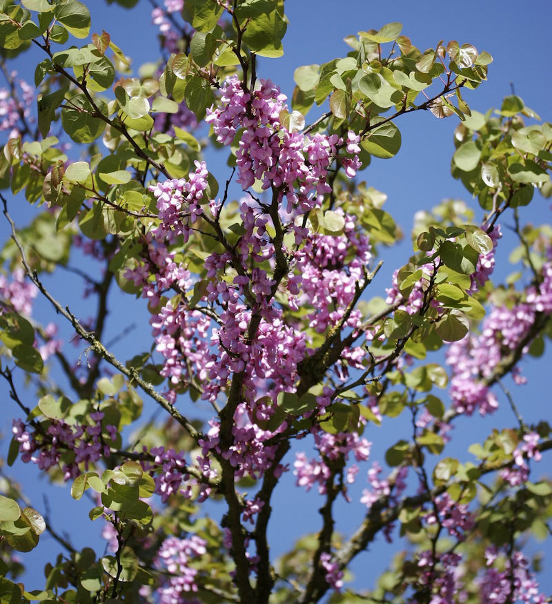 Gemeiner Judasbaum 60-80Cm - Cercis Siliquastrum