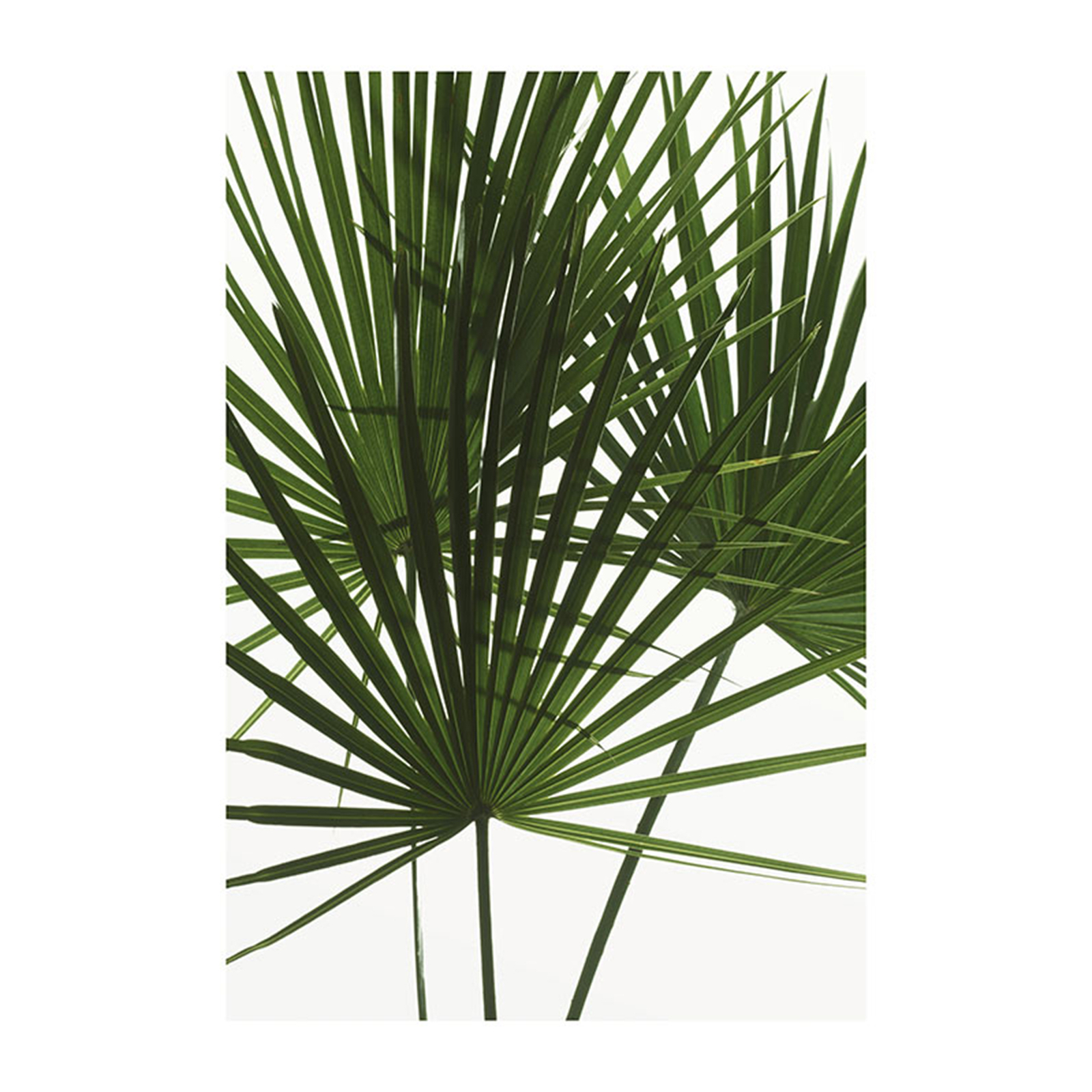Wandbild PALMTREE LEAVES - 50x70 cm Wandbild Grafik Poster